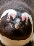 Close up of African Penguin, South-Africa